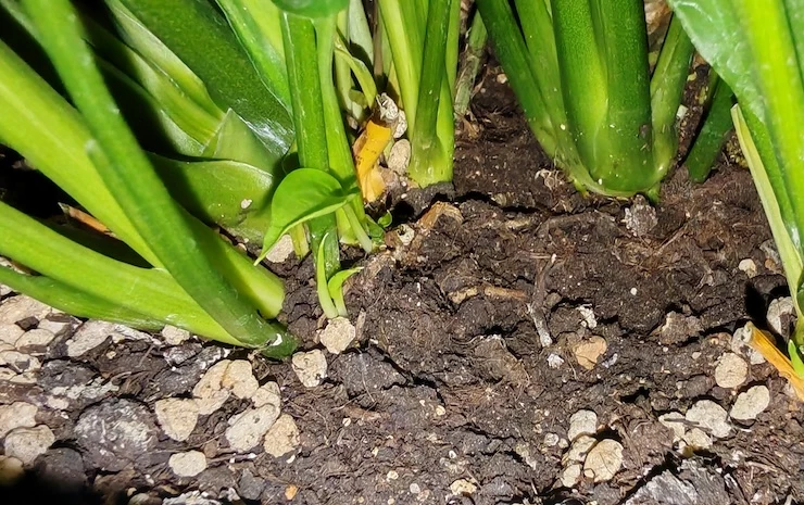 женское счастье пожелтение листьев