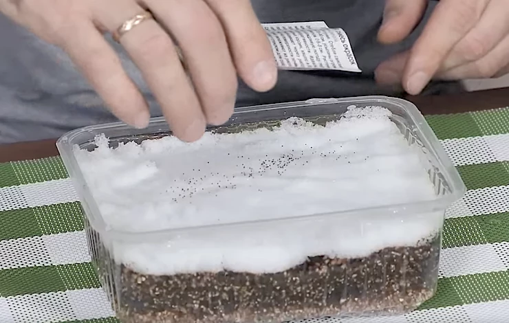 посев петунии на рассаду