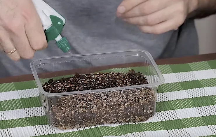 посев петунии на рассаду в январе