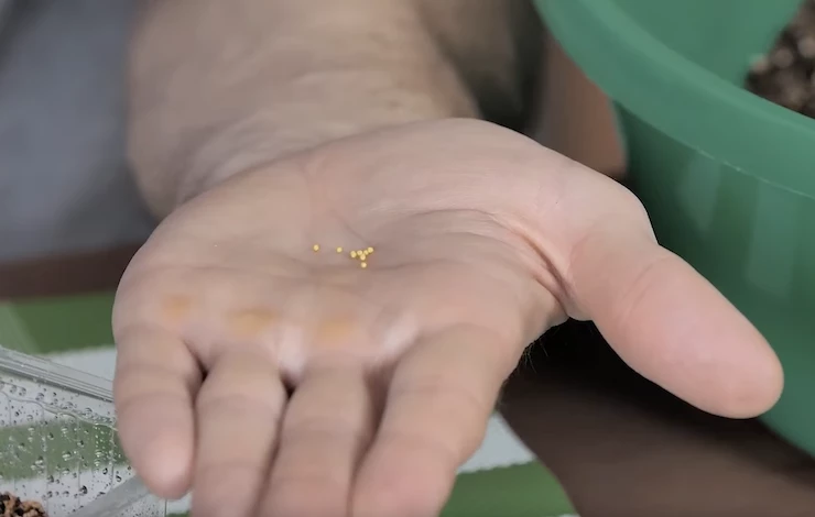 посадка петунии на рассаду