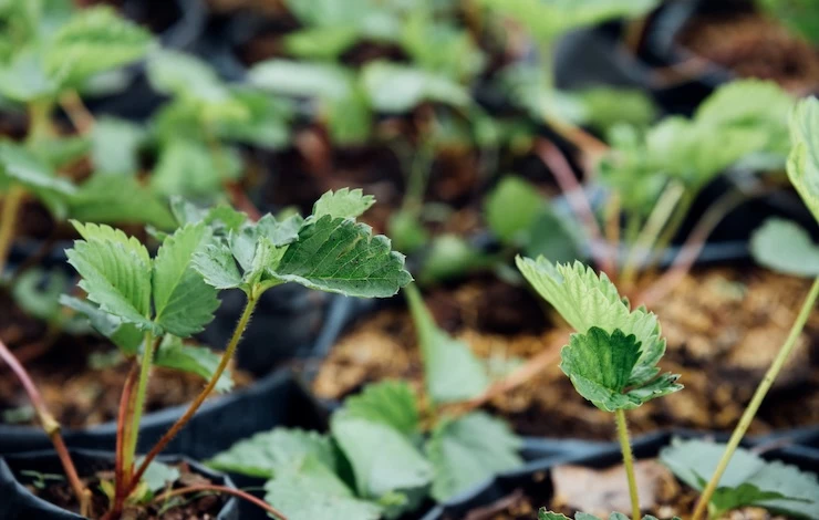 посев клубники на рассаду в январе