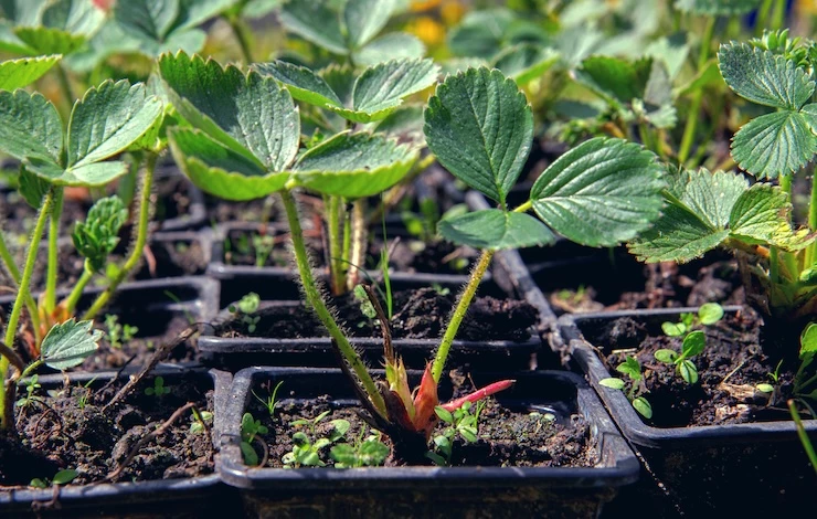 посадка земляники на рассаду в январе