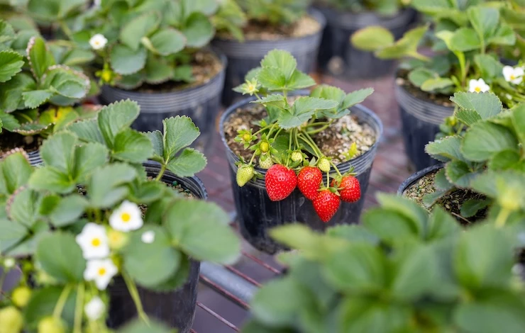 январский посев земляники на рассаду
