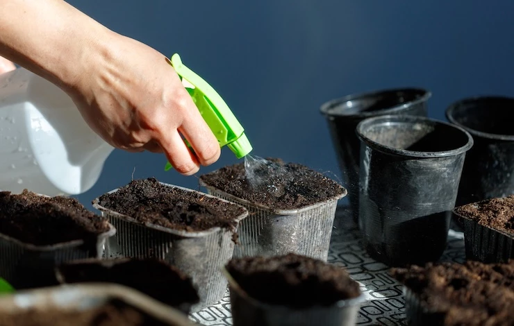 полив рассады в январе