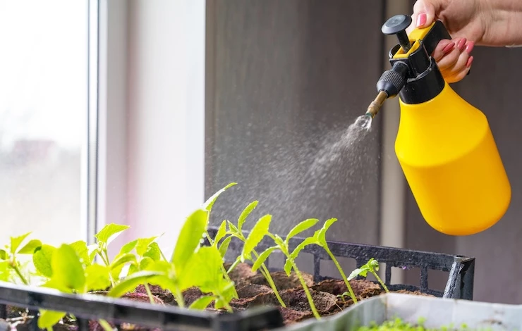 чем поливать рассаду в январе