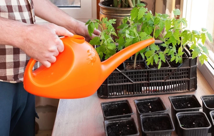 полив рассады на подоконнике в январе