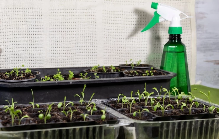 полив рассады зимой