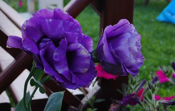 посев цветов в январе