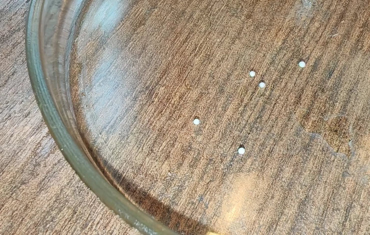 посев семян цветов в январе