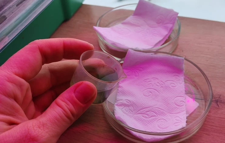 посев цветочных культур в январе