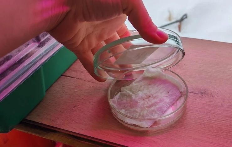 посев цветов на рассаду зимой