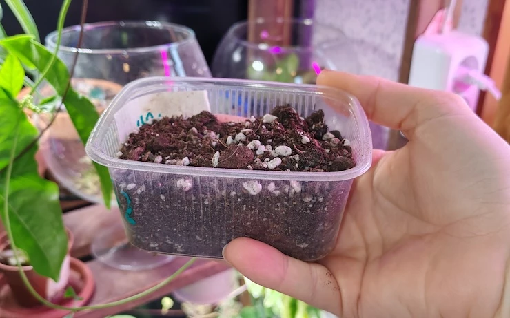 Грунт для рассады цветов