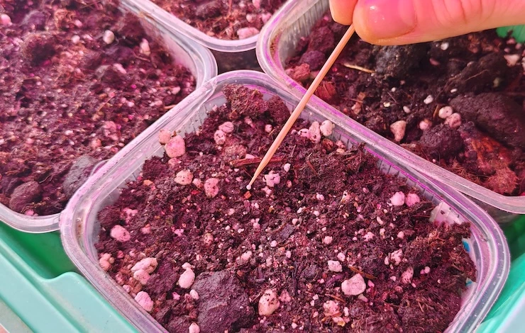 посев лобелии в январе