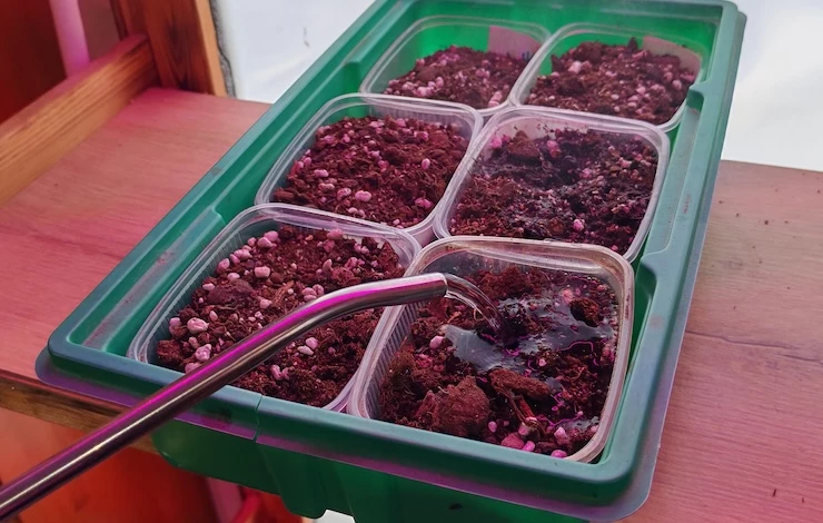 посев мелких семян цветов