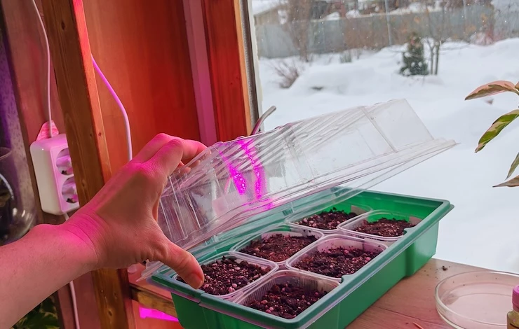 посев петунии в январе