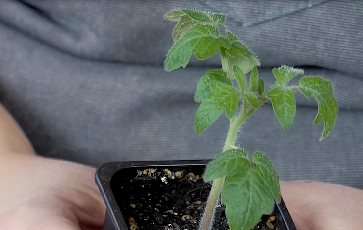 сорта томатов 2026