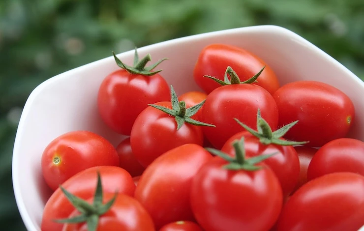 урожайные сорта томатов 2026