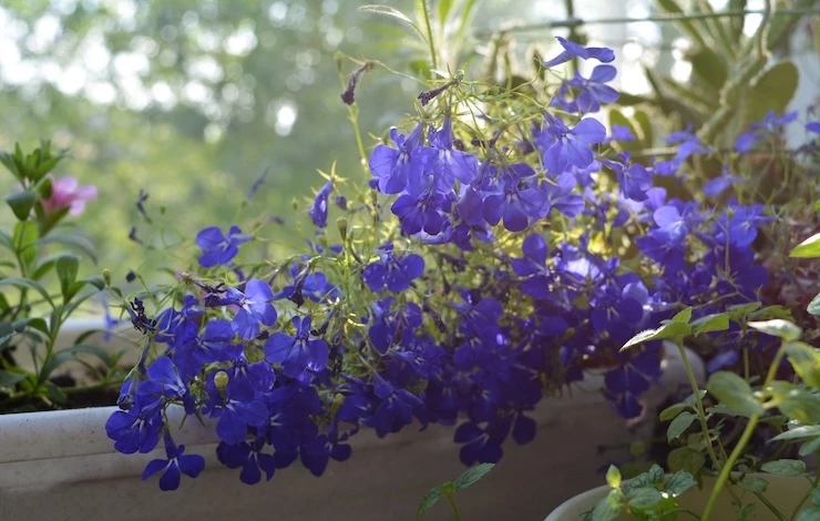 посадка лобелии на рассаду в январе