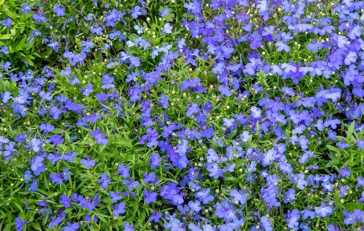 посев семян лобелии