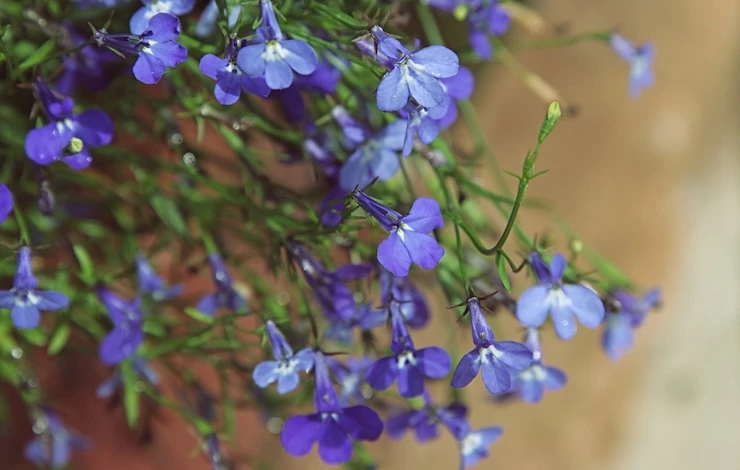 рассада лобелии уход