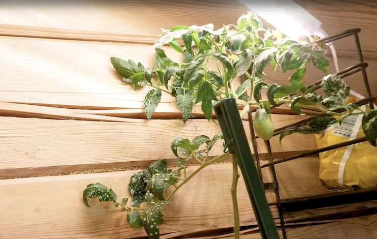 почему вытягивается рассада петунии