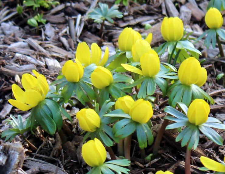Первые цветы в саду: фото и список мелколуковичных и многолетних ...