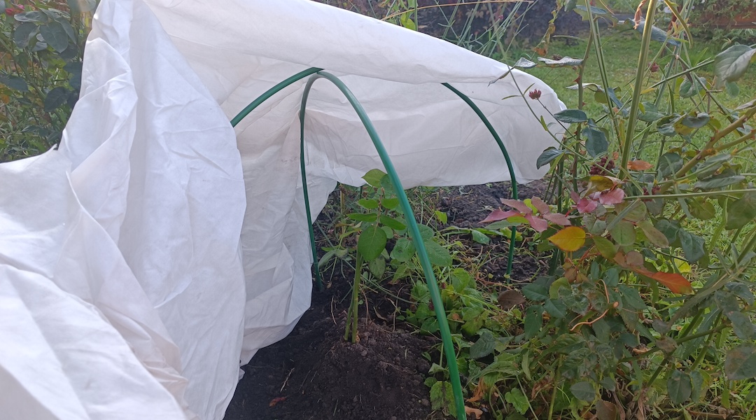 Чем укрыть розы на зиму: лучшие укрывные материалы для плетистых и ...